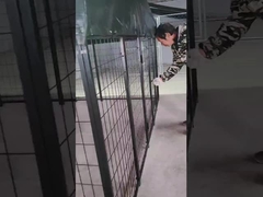 6 pieds de hauteur soudé en acier chien chenil poudre recouverte de chien maison de course