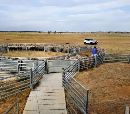 Galvanized Welded Pipe Cattle Fence Panel 8FT Horse Farm Fencing Panels