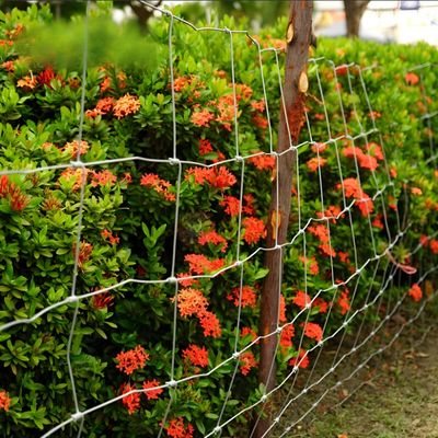 Clôture de ferme pour moutons en Afrique du Sud, galvanisée à chaud, avec fil de ligne de 1,8 mm, nœud fixe, pour enclos d'animaux
